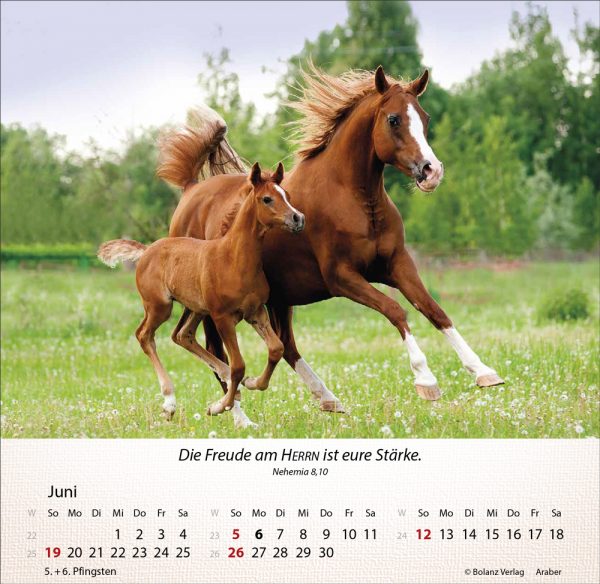 Pferde 2022 Tischkalender
