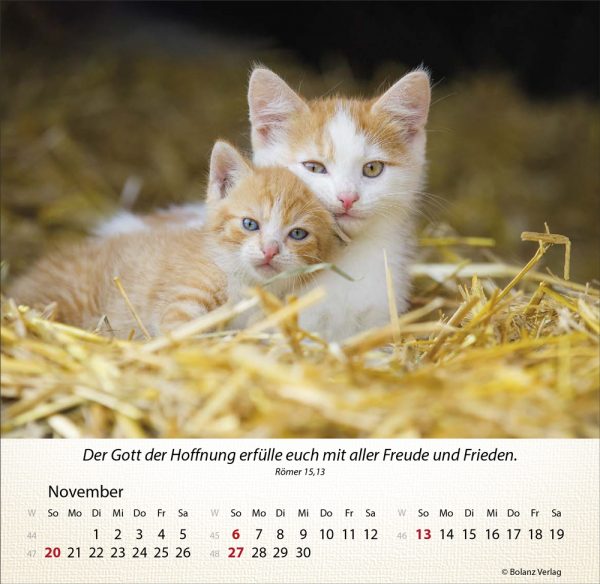 Katzen 2022 Tischkalender