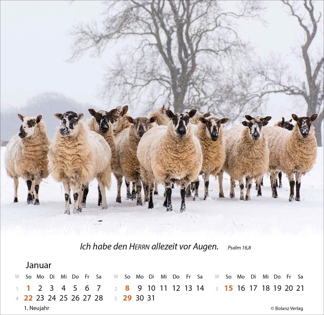Ein Leben für die Schafe 2023 Wandkalender