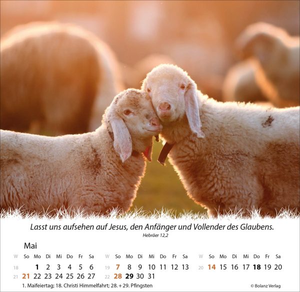 Ein Leben für die Schafe 2023 Wandkalender