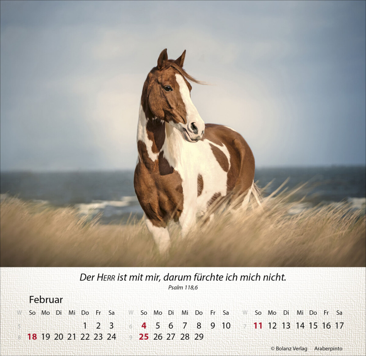Pferde 2024 Tischkalender