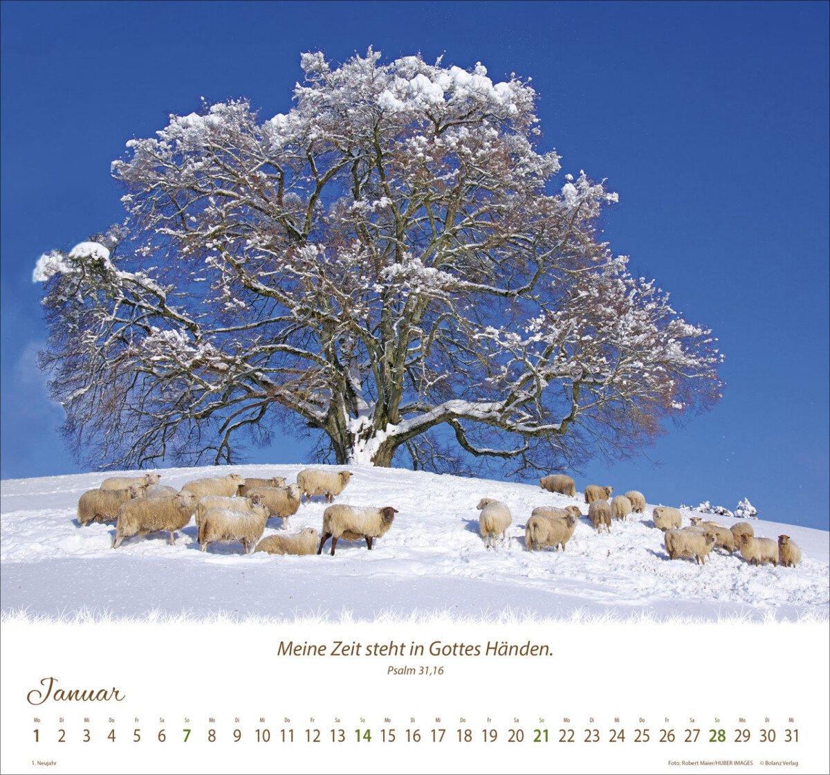Ein Leben für die Schafe 2024 Wandkalender