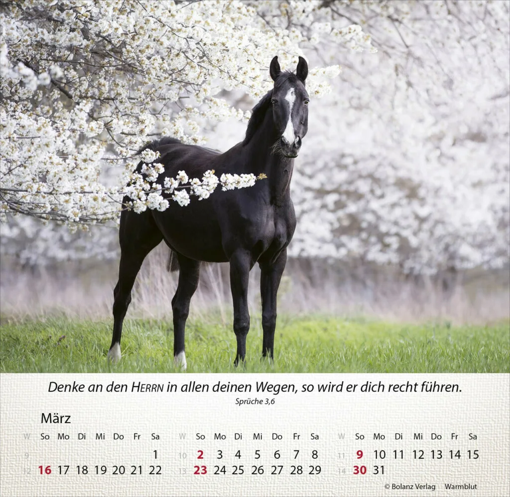 Pferde 2025 Tischkalender – Bild 4