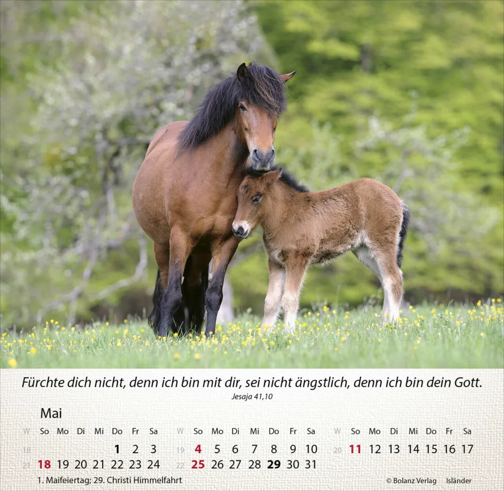 Pferde 2025 Tischkalender – Bild 6
