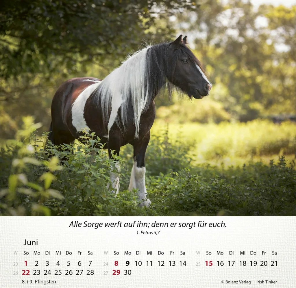 Pferde 2025 Tischkalender – Bild 7
