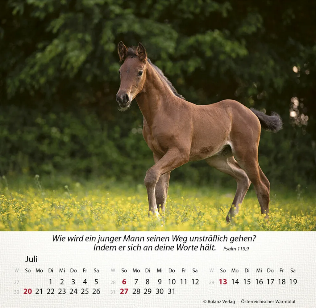 Pferde 2025 Tischkalender – Bild 8