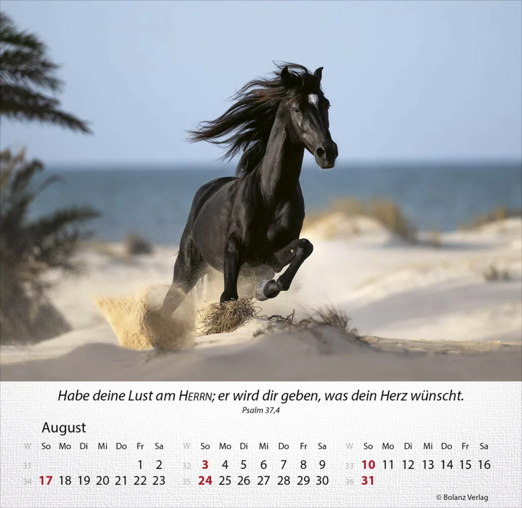 Pferde 2025 Tischkalender – Bild 9