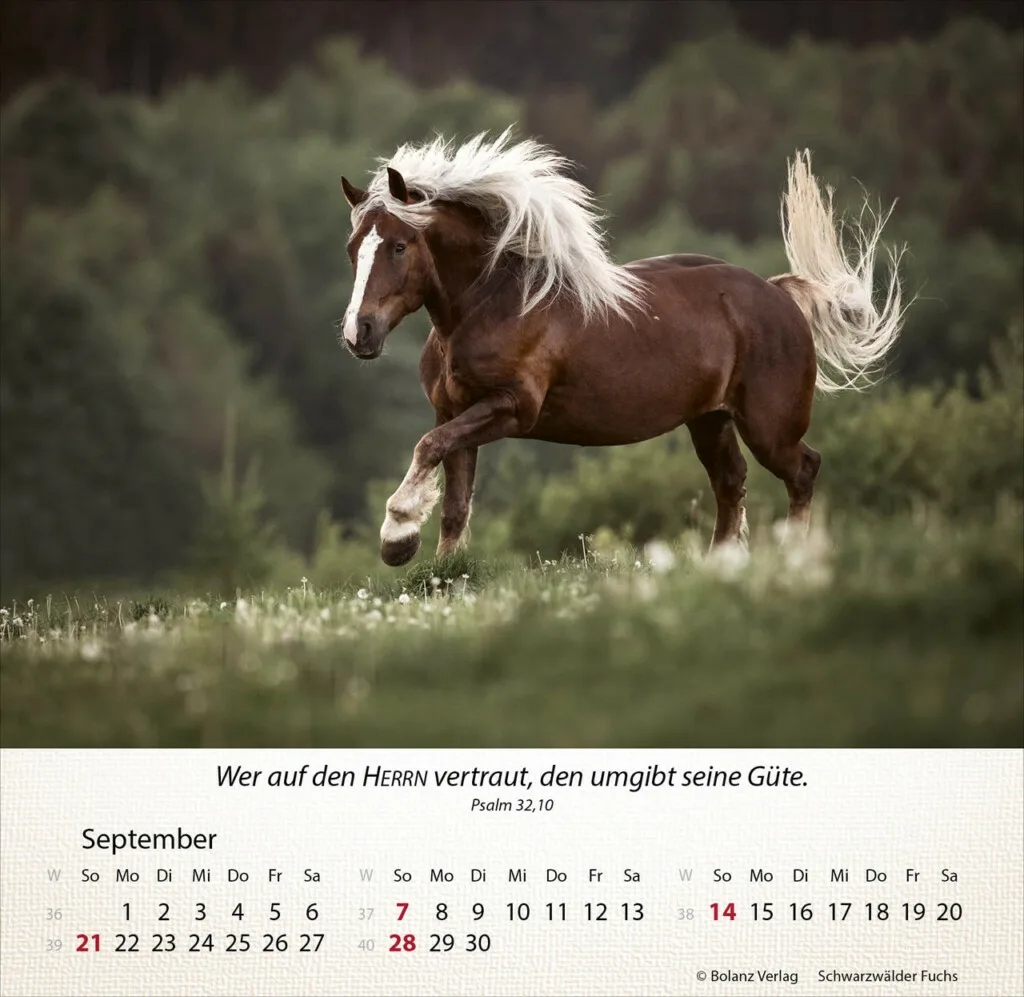 Pferde 2025 Tischkalender – Bild 10