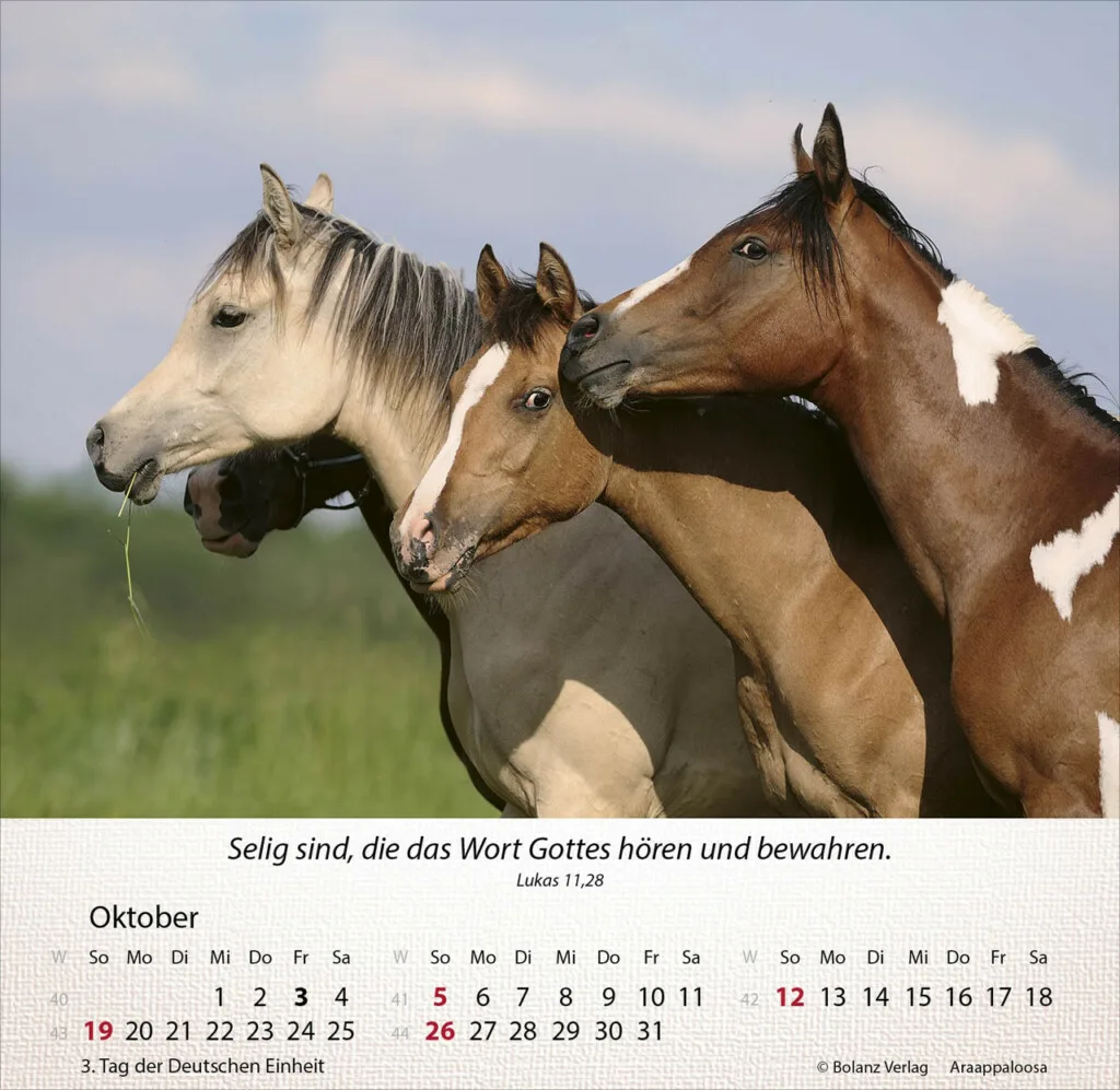 Pferde 2025 Tischkalender – Bild 11