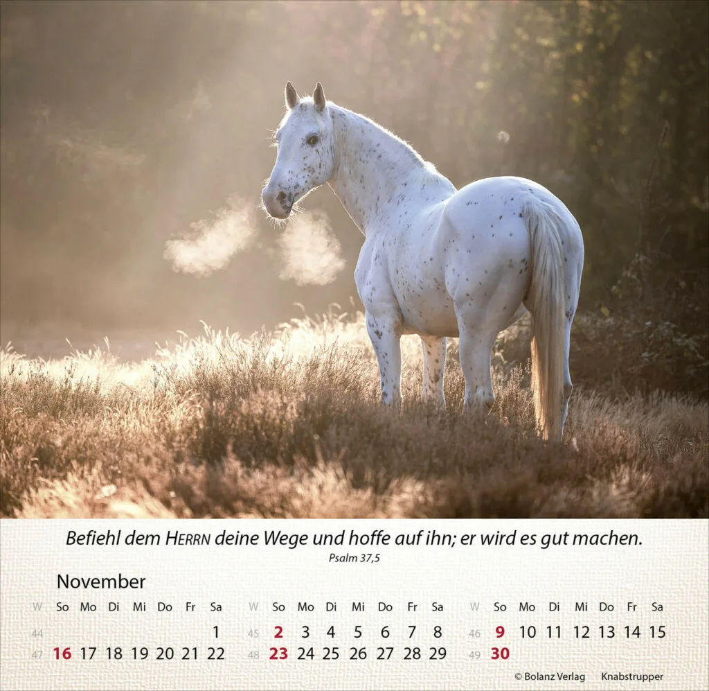 Pferde 2025 Tischkalender – Bild 12