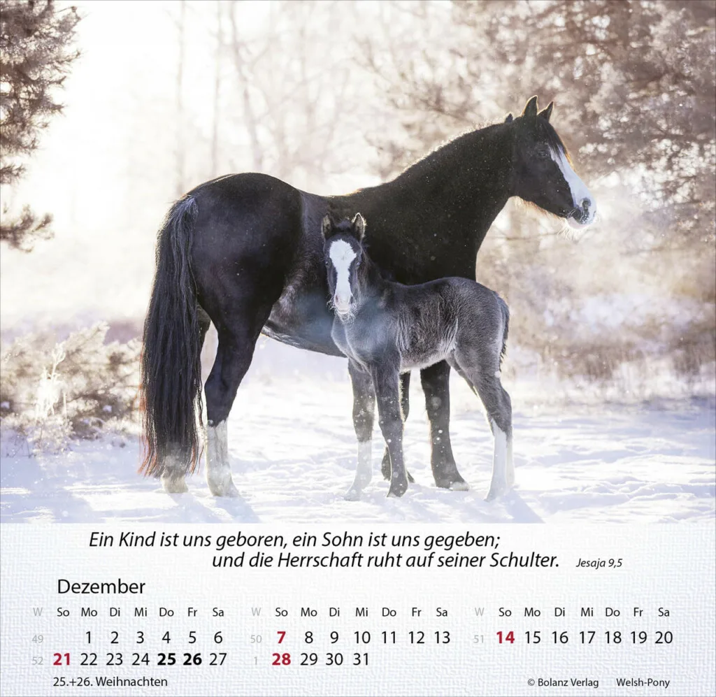 Pferde 2025 Tischkalender – Bild 13